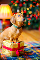year of the dog, a beautiful little dog stands with paws on a gift box on the background of a festive Christmas tree.