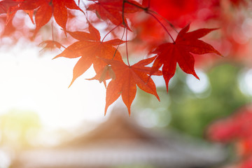 Red Maple Leaf in Japan Autumn Season Nature Background.