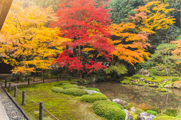 Colorful maple leaf in Japan forest with water pond in Autumn Season