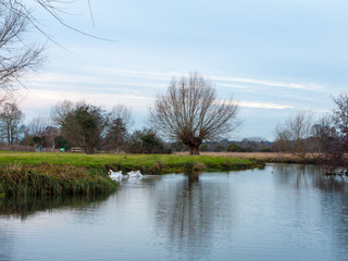 swans cygnets lake river group feeding pack flock surface water winter autumn