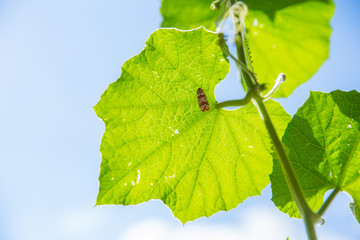 High Detail Green Leaf Vine on Blue sky with insect