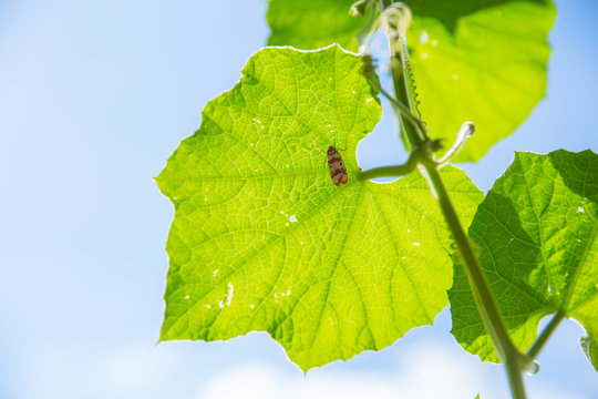 High Detail Green Leaf Vine on Blue sky with insect