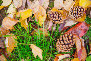 Forest in Autumn Fall Season Grass and Dried Leaf with Pine Seed Nature Background.
