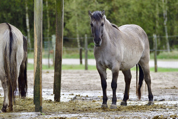 Obraz premium Exmoor-Pony