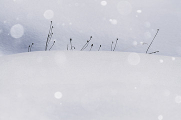 minimal winter detail with snow covered dry plants