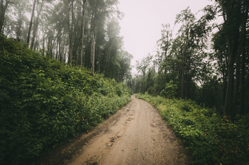 Fototapeta na wymiar dirt road in forest on rainy day