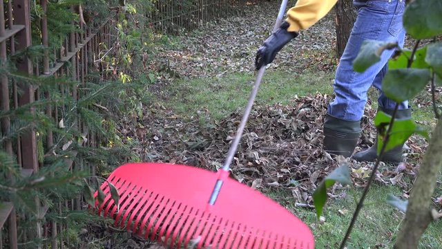 man with red rake tool raking leaves near fence on cold fall day in yard. 4K
