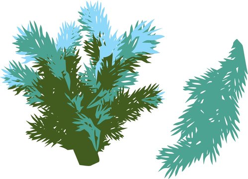 blue spruce branch