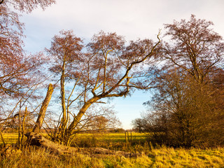 Fototapeta premium beautiful autumn bare trees towering up bark trunks branches
