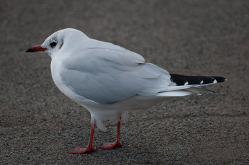 Einzelne Lachmöwe, Larus Ridibundus, im Wind, selektiver Fokus