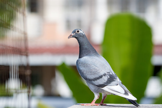 full body of homing pigeon bird perching on home loft