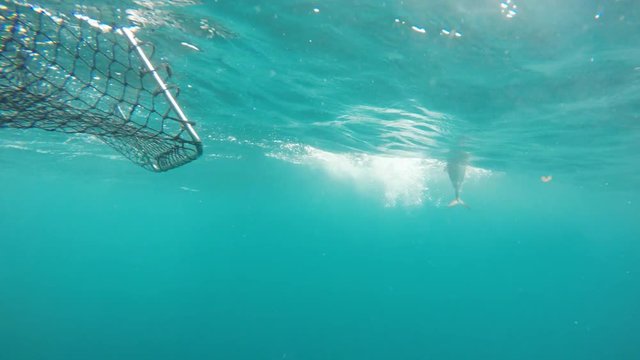 underwater view of netting an australian bonito fish