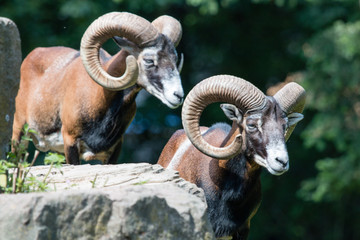 Ziegenbock