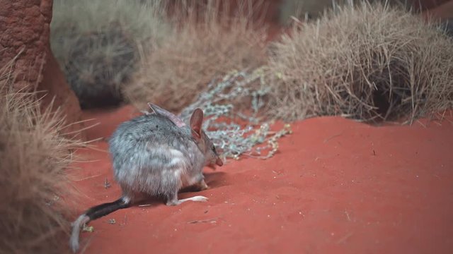 low angle view of an australian bilby  feeding in a nocturnal house