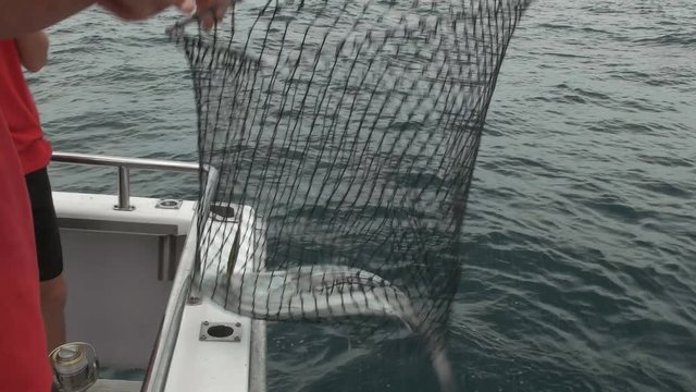 a father nets an australian bonito fish for his son