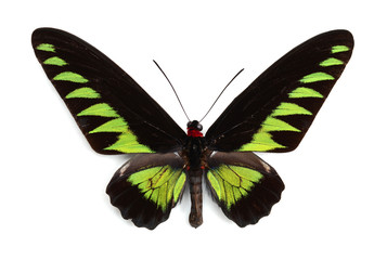 Beautiful butterfly isolated