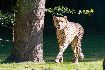 Gepard