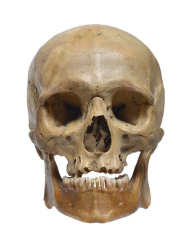 Human skull close up