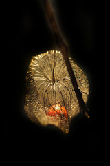 dry flower on black background