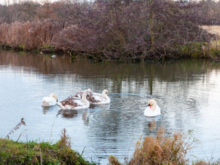 swans cygnets lake river group feeding pack flock surface water winter autumn close up special