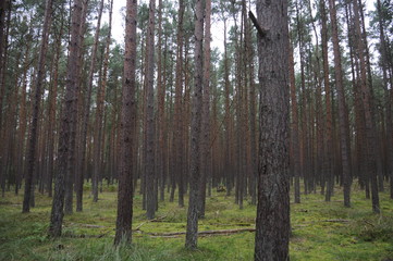 Friedvoller grüner Wald mit Birken