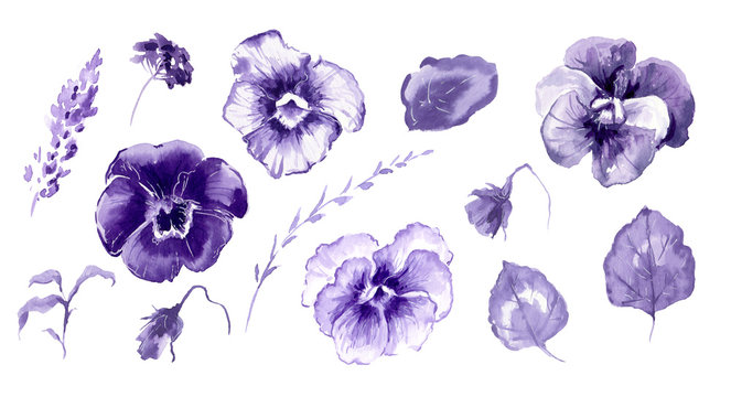 Violet Drawing Photos Royalty Free Images Graphics Vectors Videos Adobe Stock