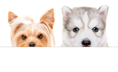 Portrait of a Husky puppy and  Yorkshire terrier peeking from behind a banner, isolated on white background