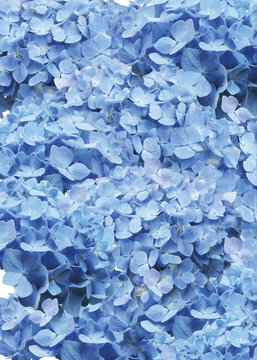 紫陽花背景images Browse 1 Stock Photos Vectors And Video Adobe Stock