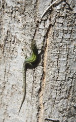 Lizard on tree 9th