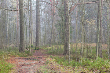 Forest scene at foggy day in Finland