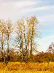 Fototapeta premium country day landscape field trees grass autumn winter