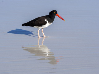 American oystercatcher, Haematopus palliatus, fish in crustacean sand, Santa Cruz, Galapagos, Ecuador.