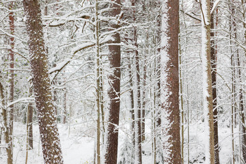 Snow covered tree trunks in winter forest