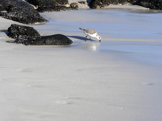 Fototapeta premium American oystercatcher, Haematopus palliatus, fish in crustacean sand, Santa Cruz, Galapagos, Ecuador.