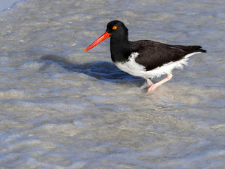American oystercatcher, Haematopus palliatus, fish in crustacean sand, Santa Cruz, Galapagos,...
