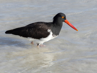 American oystercatcher, Haematopus palliatus, fish in crustacean sand, Santa Cruz, Galapagos,...