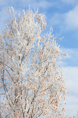 Frost covered birch tree and autumn leaves