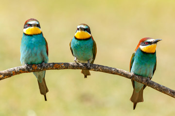 Three birds perched on a branch