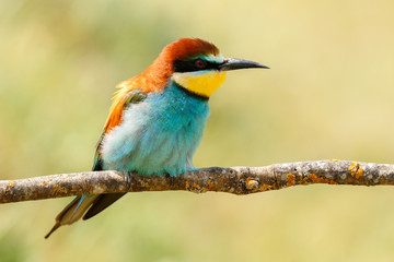 Small bird perched on a branch