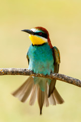 Small bird perched on a branch