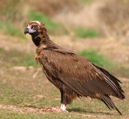 The majestic black vulture