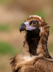 The majestic black vulture