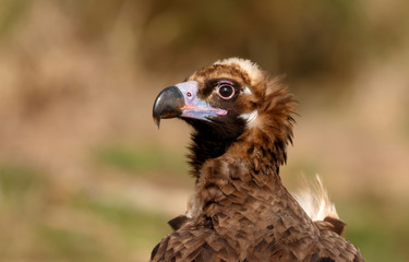 The majestic black vulture