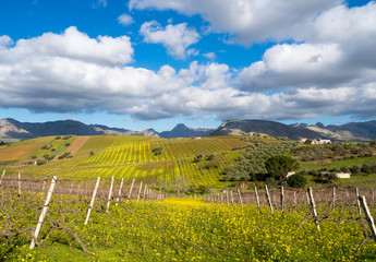 Fototapeta premium Sicilian landscape