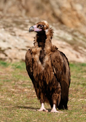 The majestic black vulture