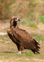 The majestic black vulture