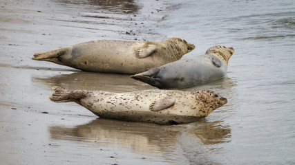 Seals Germany Helgoland Northsea