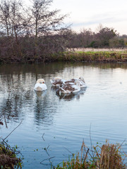 swans cygnets lake river group feeding pack flock surface water winter autumn close up special