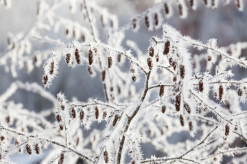 Frozen bush at cold autumn day