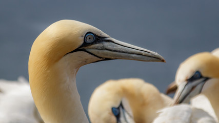 Gannet Helgoland Germany